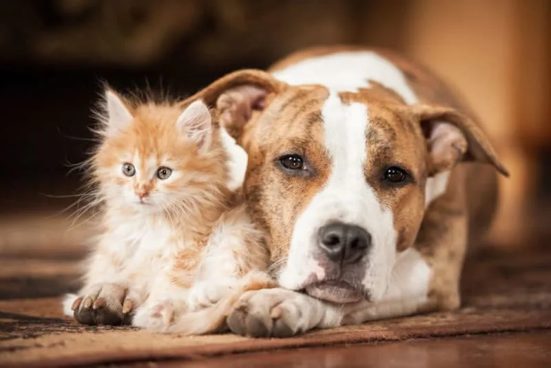 How To Choose The Perfect Pet For Your Family