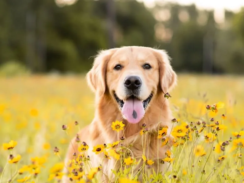 Hookworms in Dogs