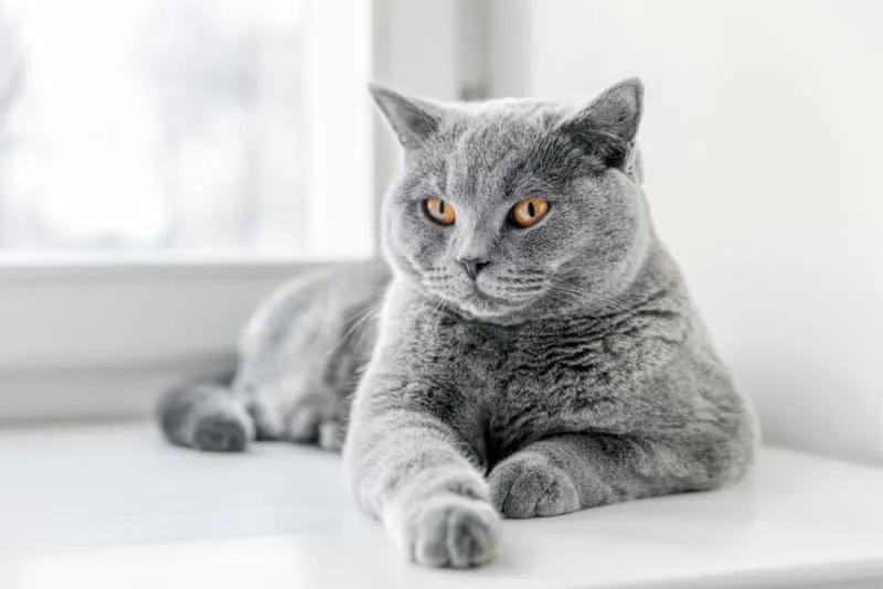 Where to Leave a Cat While on Vacation