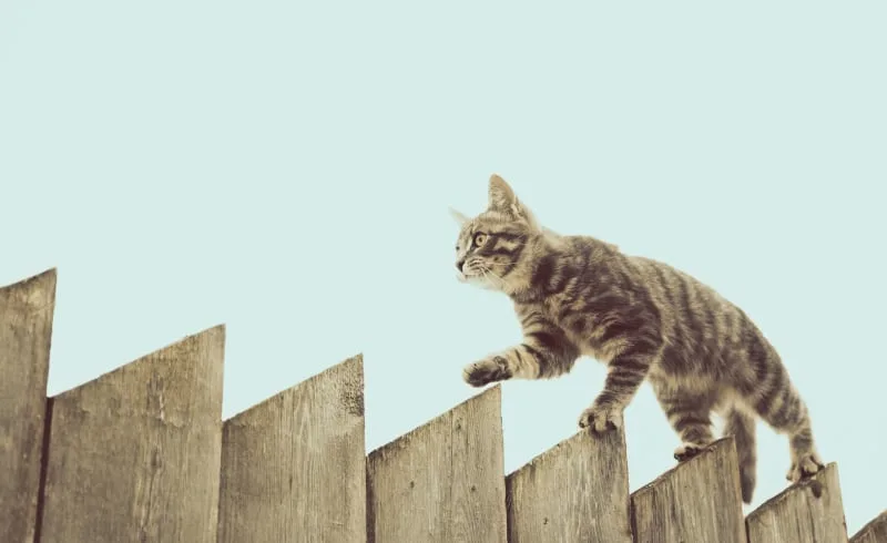 What Is The FVRCP Cat Vaccine