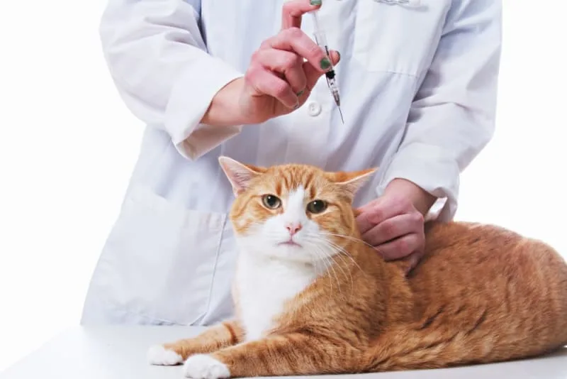 Should I Get My Indoor Cat Vaccinated? Why & When To Do It