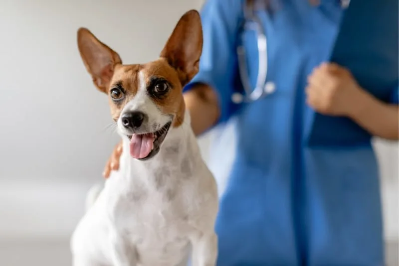 CCL Surgery & Recovery in Dogs
