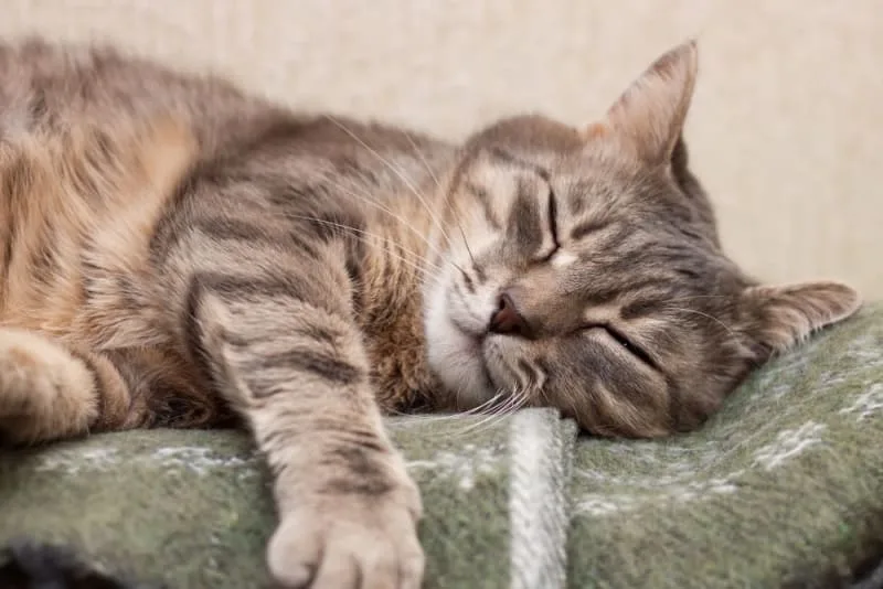 Cat Can't Stop Coughing: Why Is My Cat Coughing?