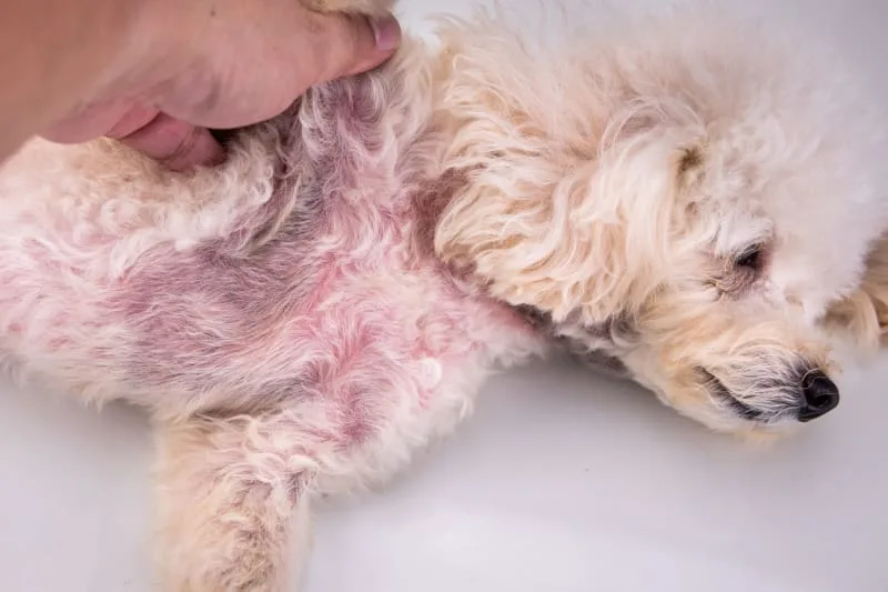 Yeast Dermatitis in Dogs & Other Yeast Infections