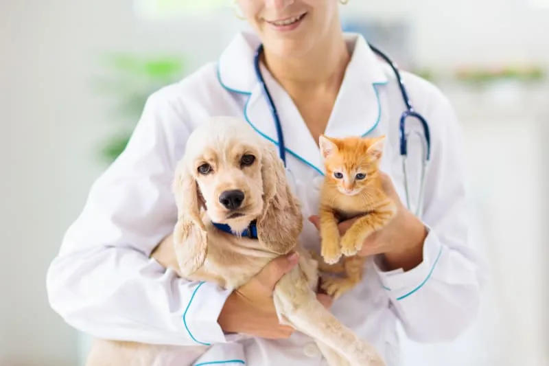 How To Choose A Vet