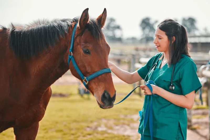 Gastric Ulcer Syndrome in Horses: Causes, Symptoms, & Treatment