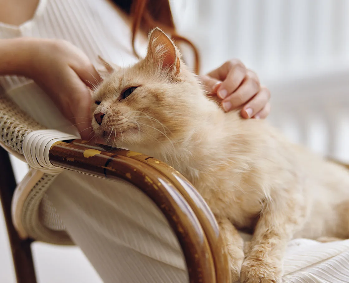 cat sitting with woman in chair