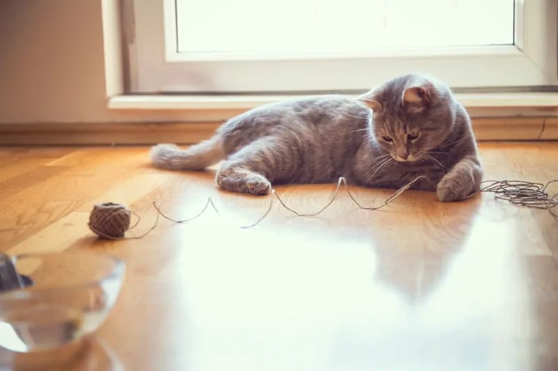Cat Intestinal Blockage Surgery