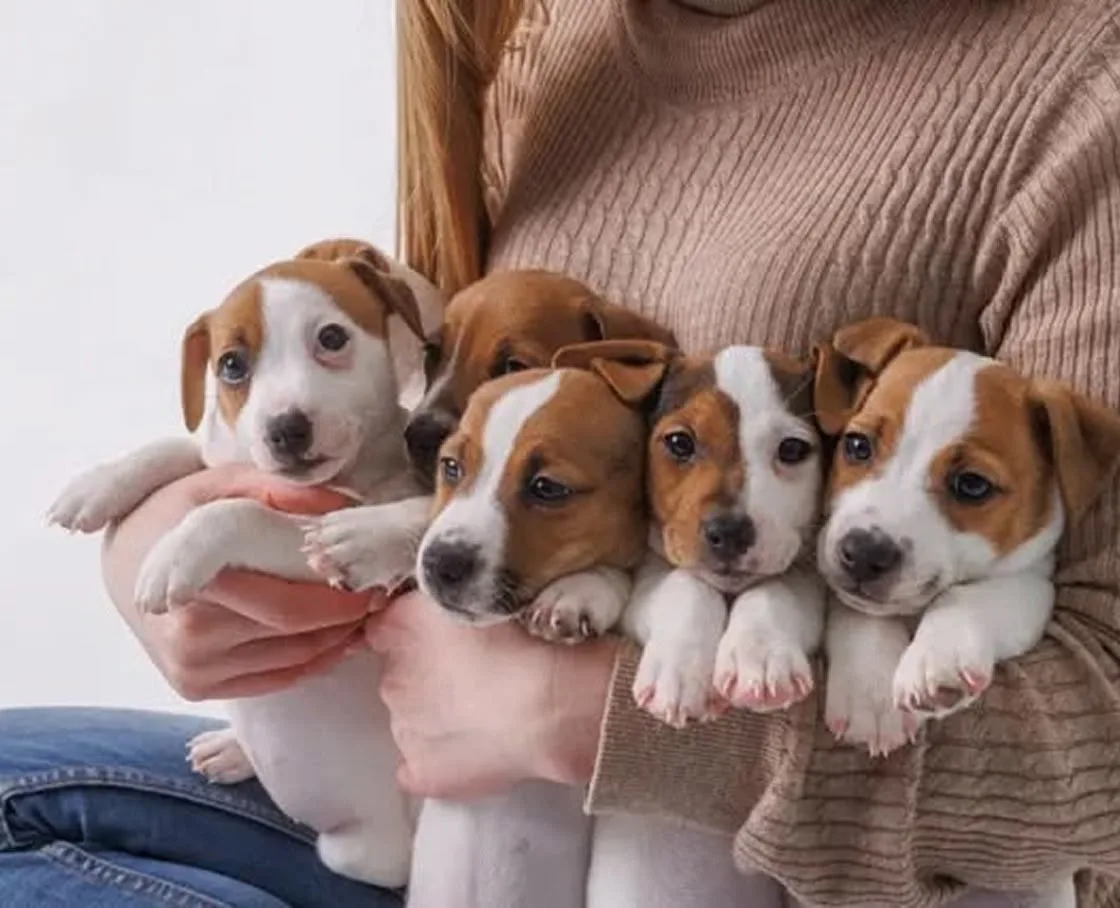 Person cradling five white-and-tan Jack Russell Terrier puppies against a plain studio backdrop