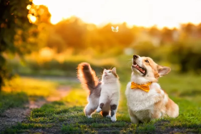 Puppies & Kittens: Are They Good Together?
