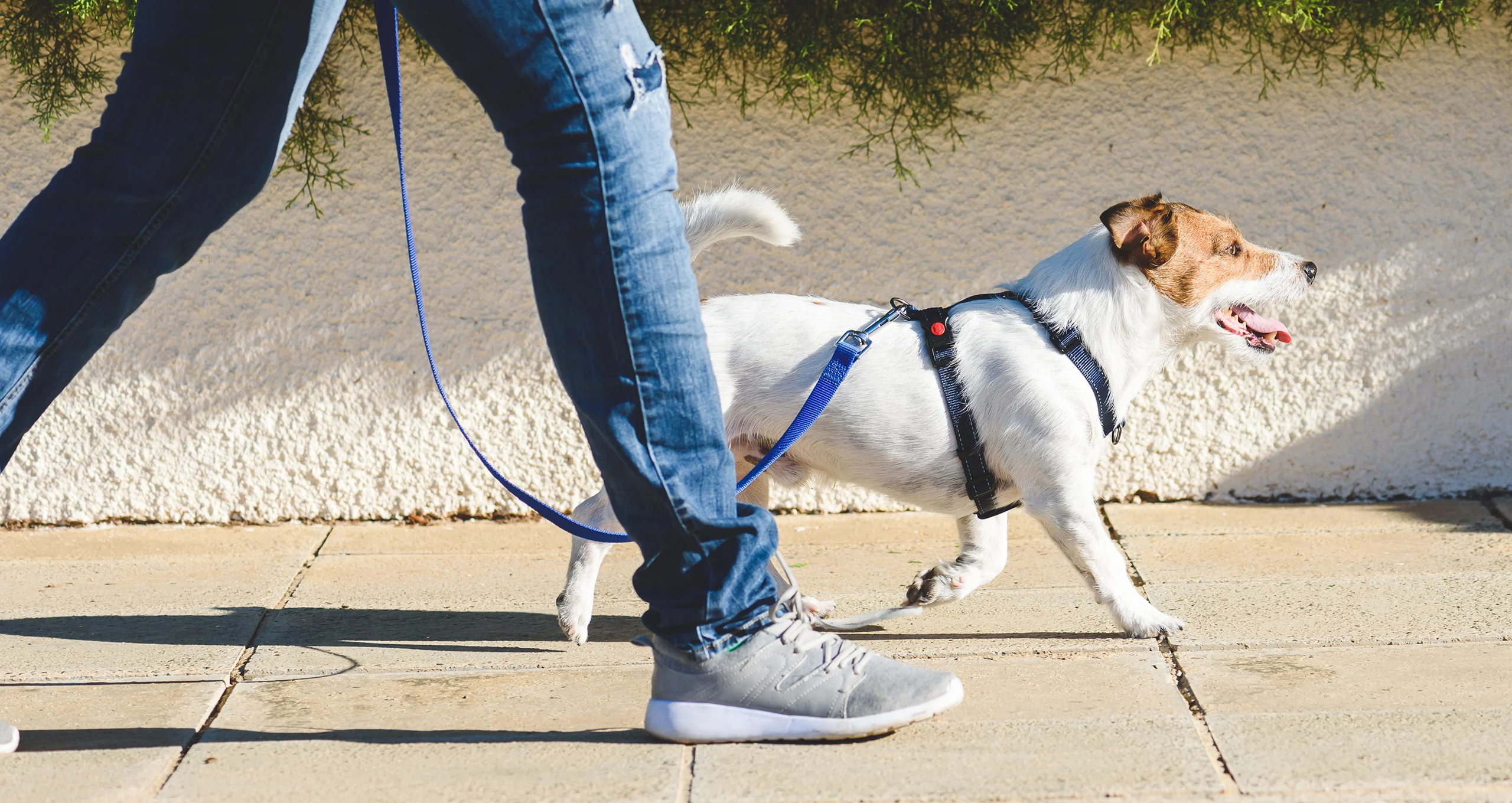 h jack russel on leash while walking with owner