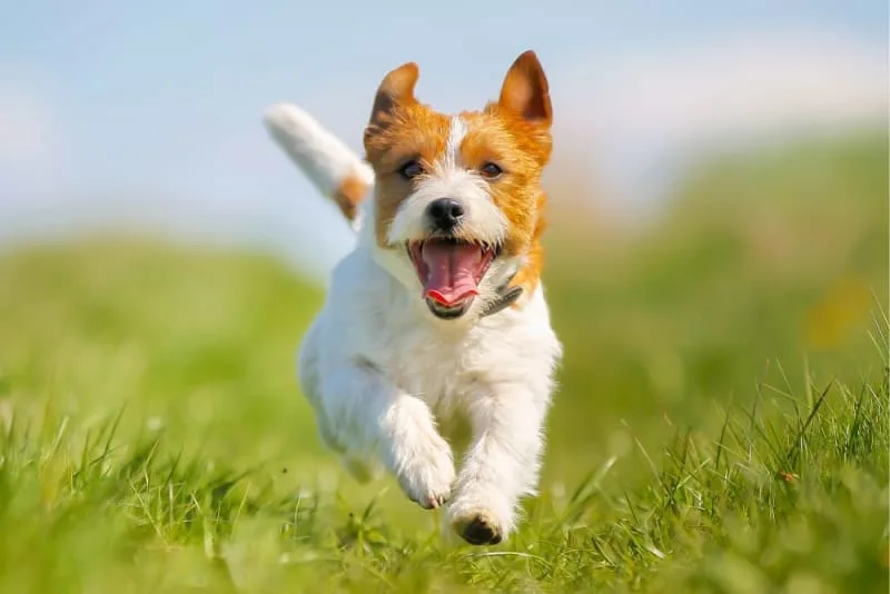 What You Need to Know About FHO Surgery in Dogs and Cats