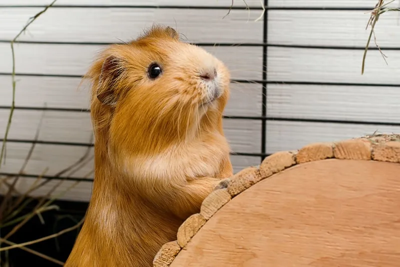 Caring for Your Guinea Pig