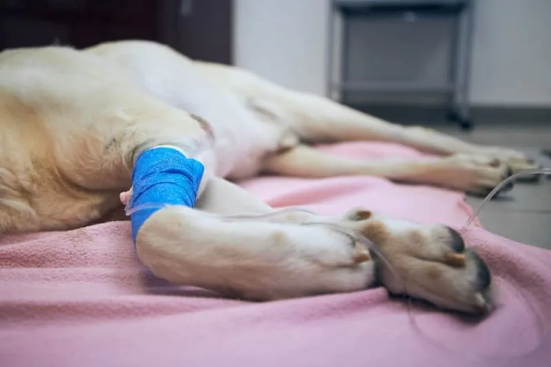 TTA Surgery for Dogs with Cruciate Ligament Rupture