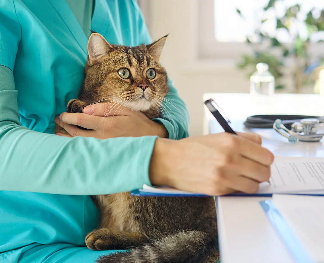 cat on lap of nurse with notepad