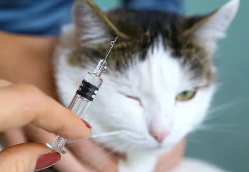 Your Cat & Rabies Vaccination: An FAQ