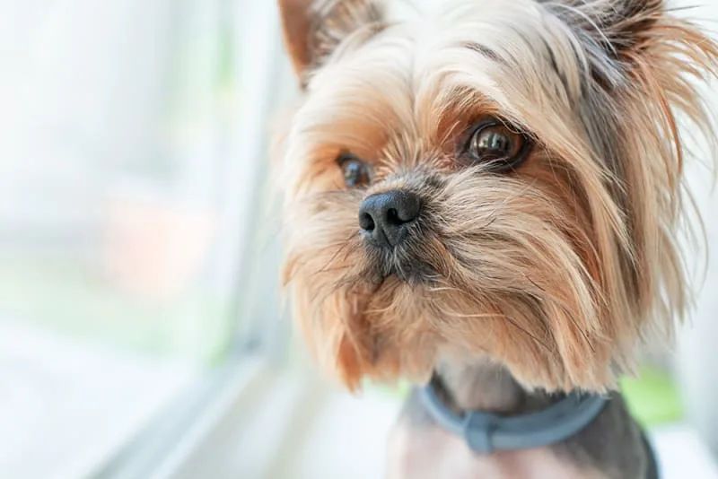 Paroxysmal Respiration - Reverse Sneezing In Dogs
