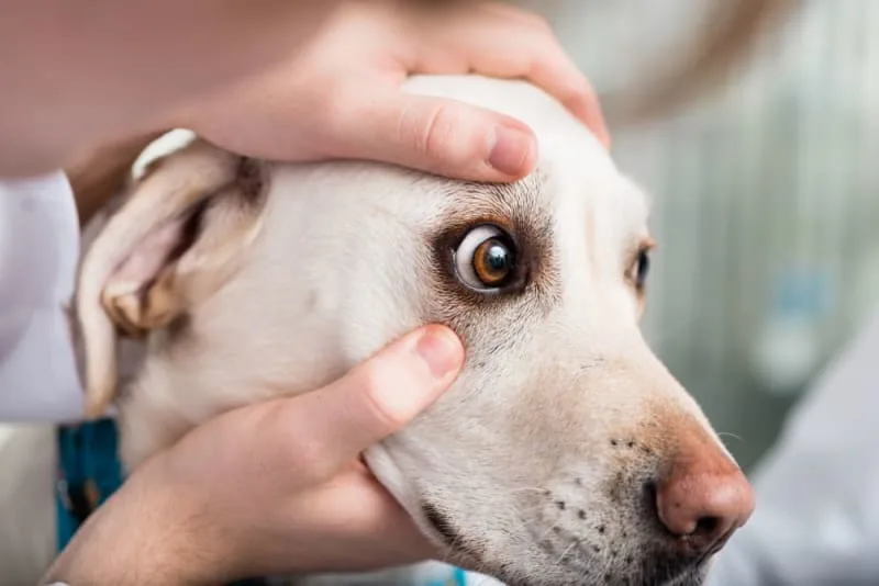 Entropion in Dogs: When is Surgery Needed?