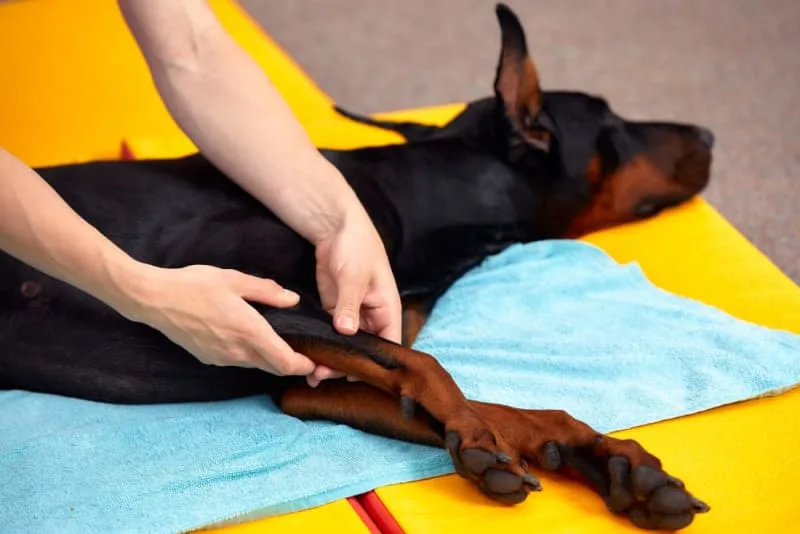 Joint Pain in Dogs: Signs, Causes, & Treatment