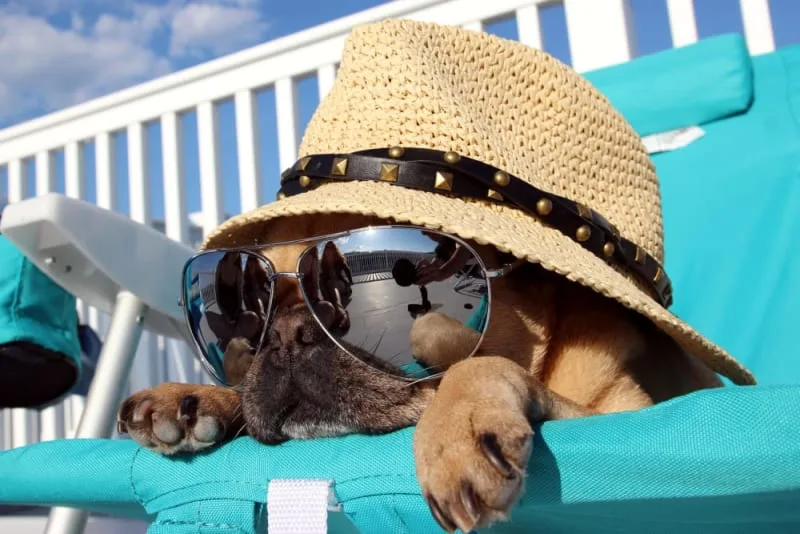 Heatstroke In Dogs