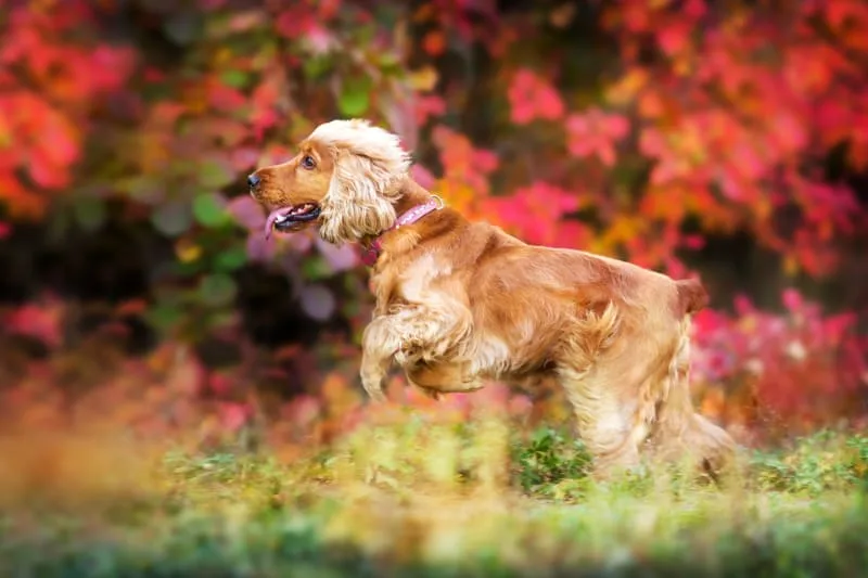 Cruciate Cruciate Ligament (CCL) Surgery in Dogs