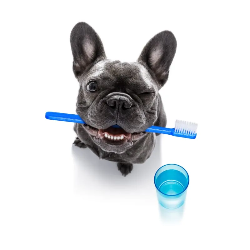 Periodontal Disease in Dogs