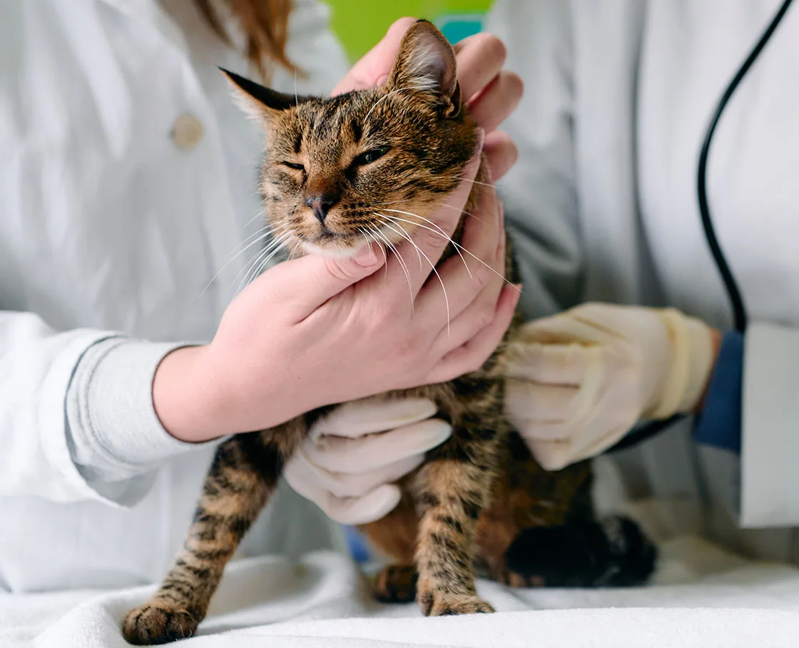 cat being examined by two veterinarians