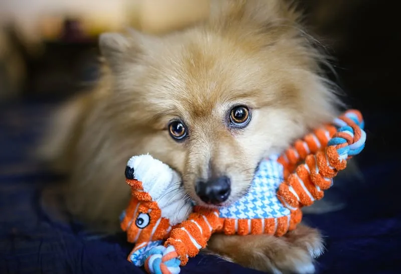 How long can I leave my dog home alone?