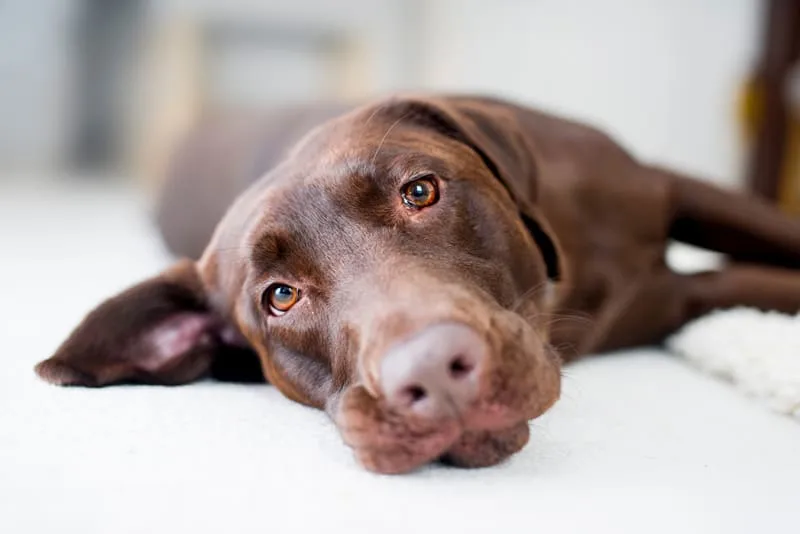 Do dogs get cavities?