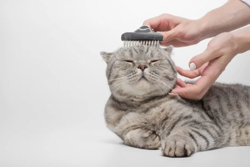 What You Should Know About Cat Grooming