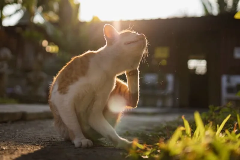 Cat Hot Spots: Causes & Treatment