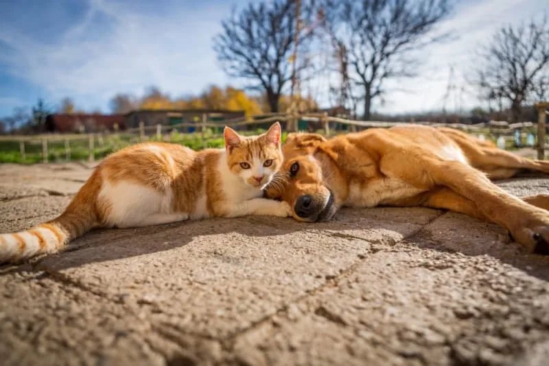 Difficulty Breathing in Cats & Dogs