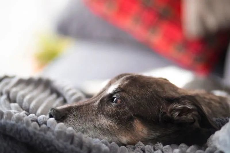 Importance of Parasite Control in Dogs