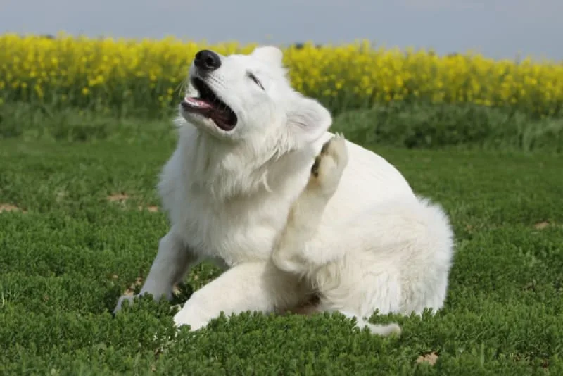 Importance of Parasite Control in Dogs