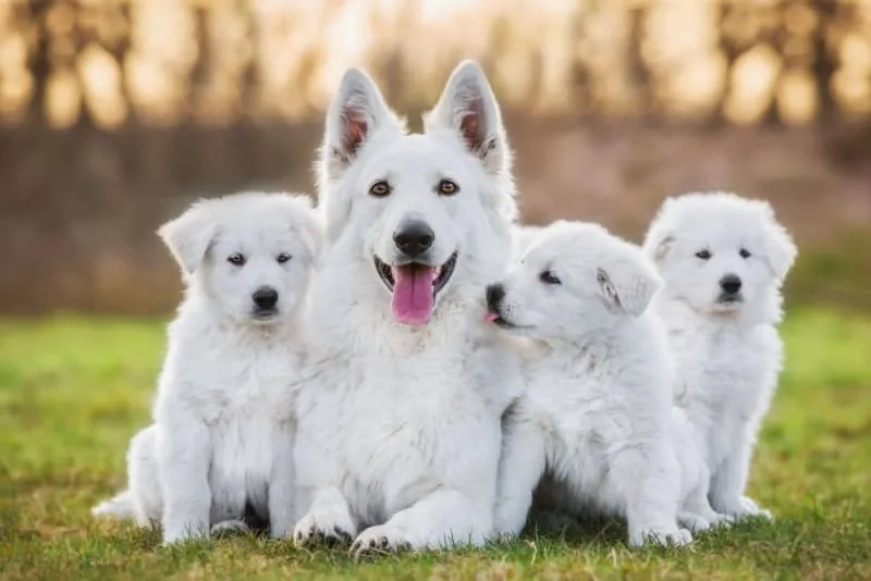 Artificial Insemination in Dogs