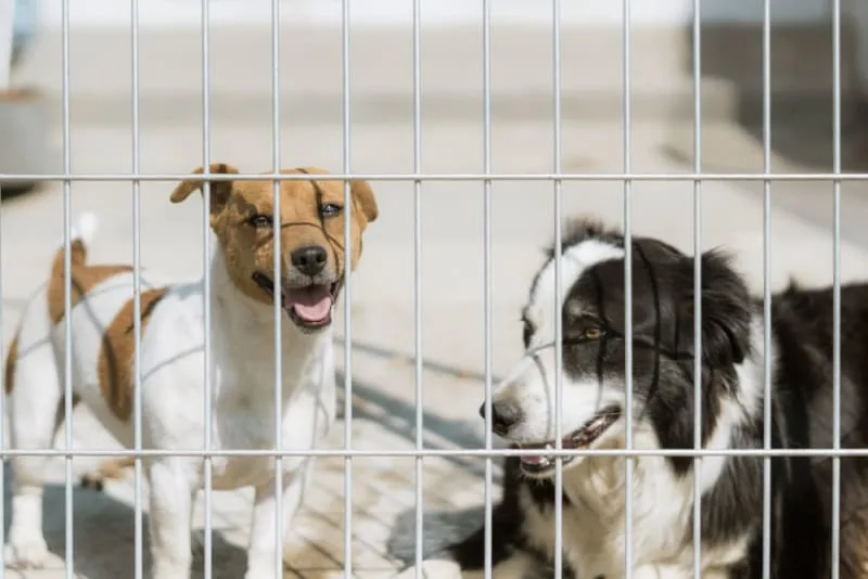 Where to Leave a Dog While on Vacation