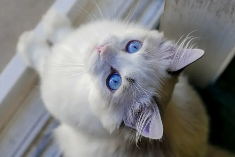 Symptoms of Parvovirus in Cats