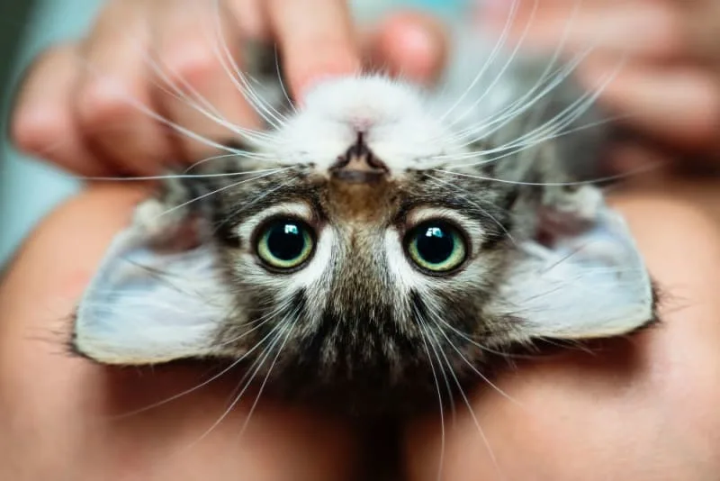 How to Take Care of a Kitten: Complete Guide
