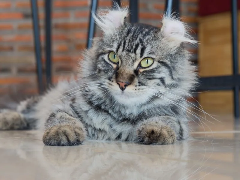 The 15 Cutest Cat Breeds You Will Love