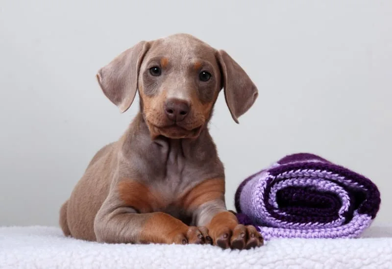 Puppy Shots Schedule - When To Get Your Puppy Vaccinated