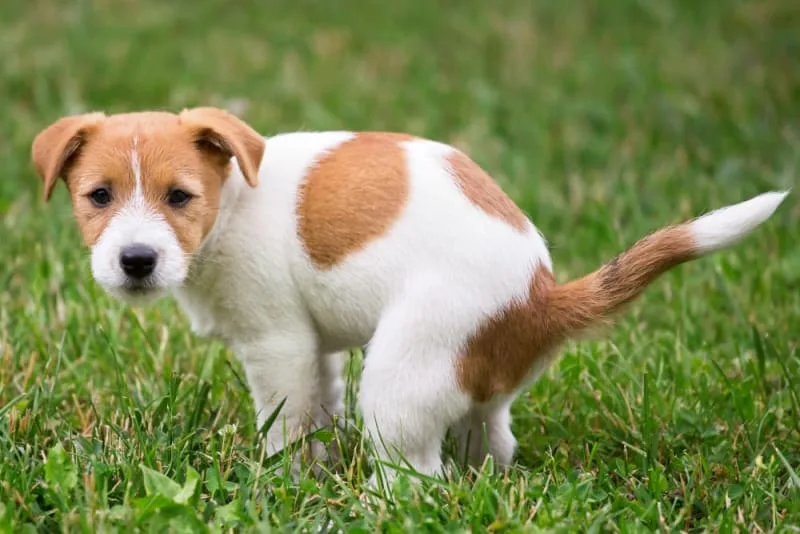 Why Is My Dog Constipated & What to Do