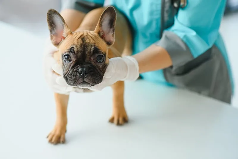 Why is my dog limping?