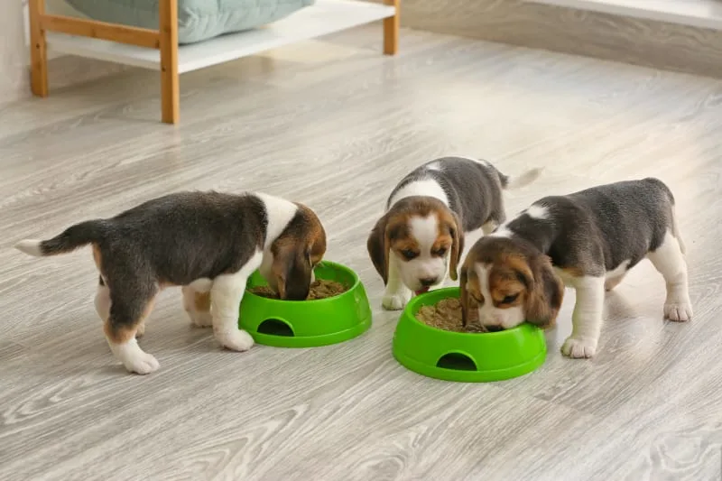 Puppy Feeding Guide