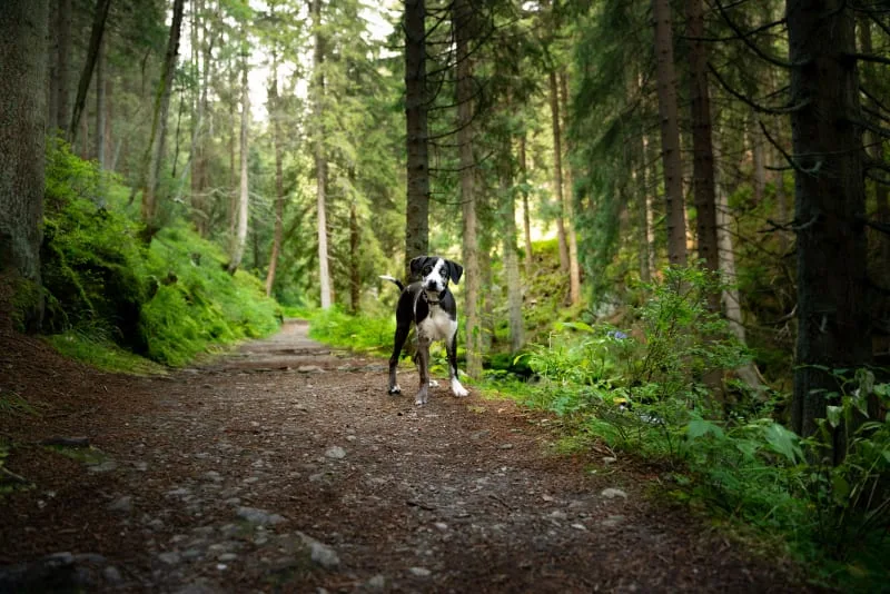 What You Should Know About Rattlesnake Bites & Dogs
