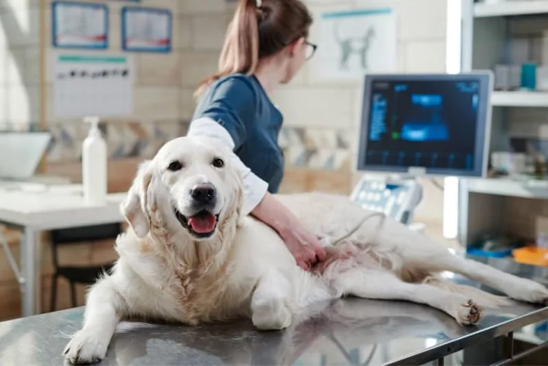 Diagnostic Imaging for Your Dog or Cat