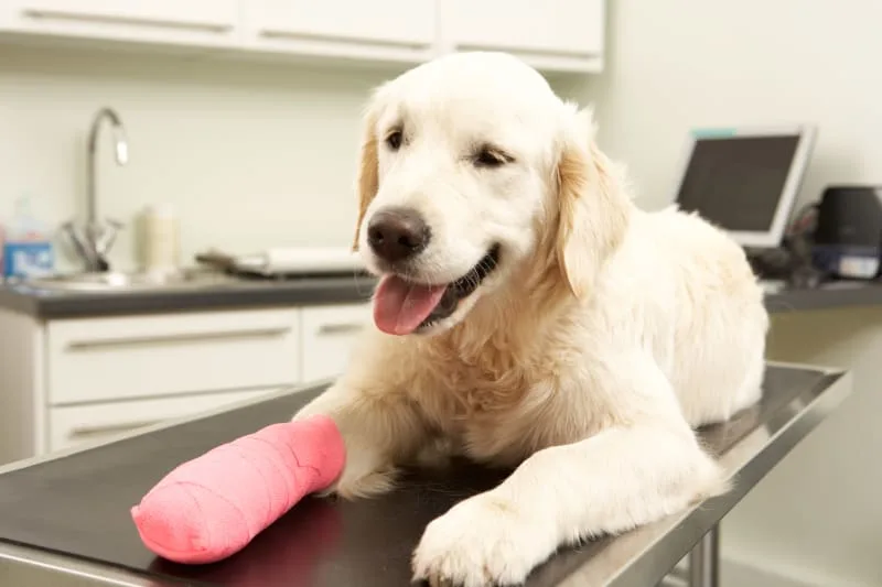 ACL Surgery for Dogs - Cruciate Surgery