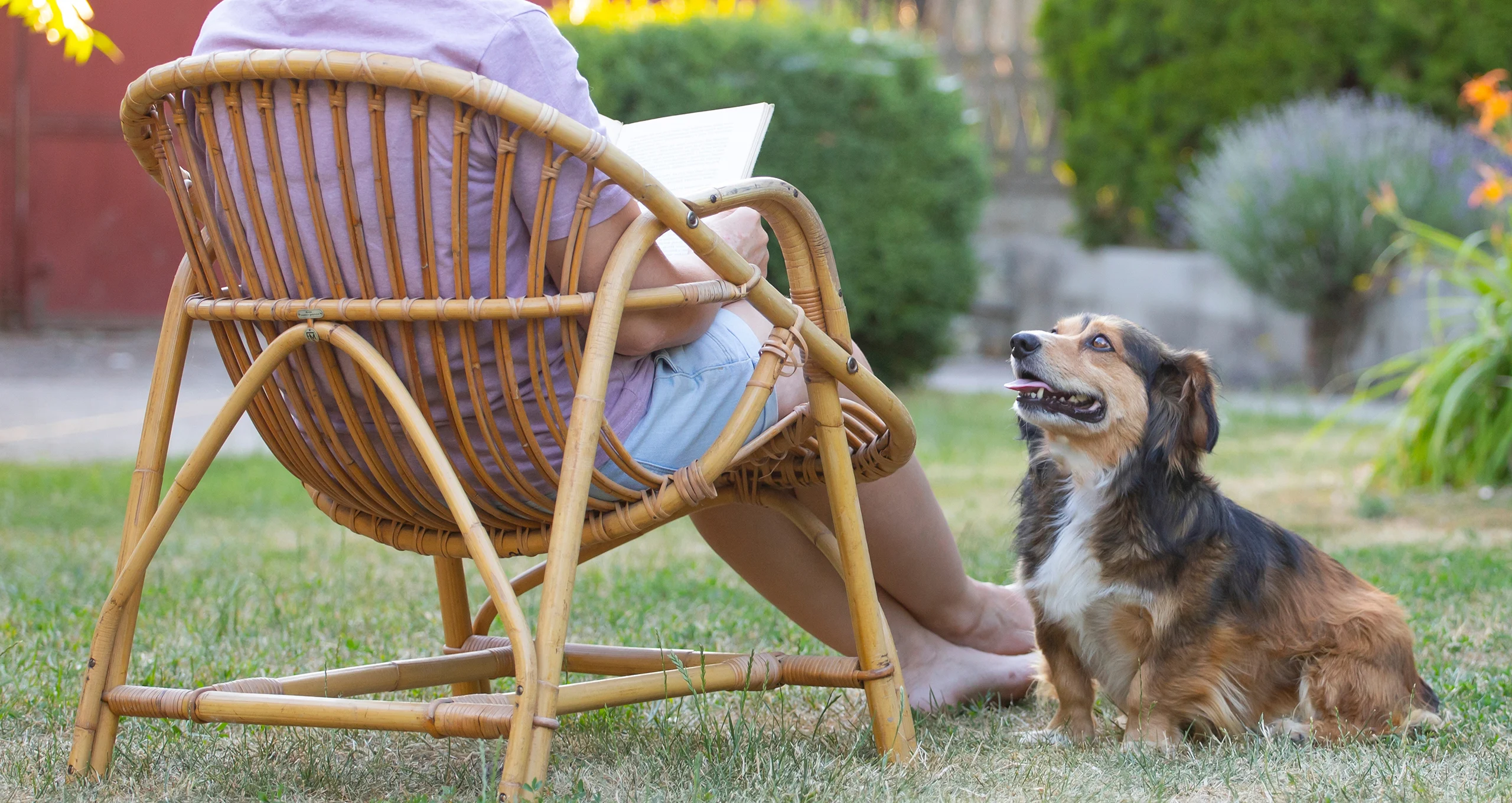 h small mix dog sitting outside with woman reading in chair