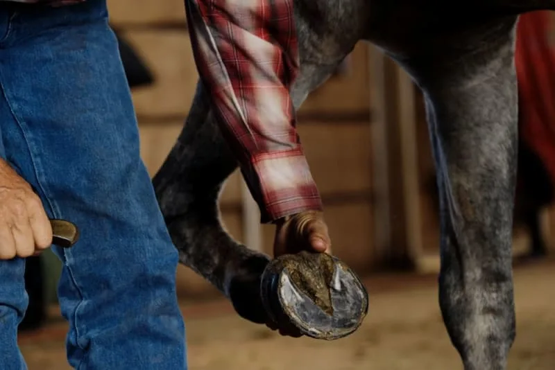 Heel Pain in Horses