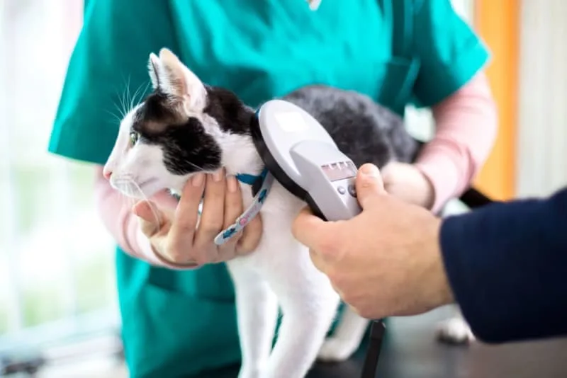 Should I Get My Cat Microchipped?