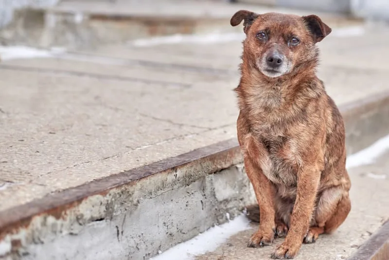 Common Causes of Diarrhea in Dogs & How to Stop it